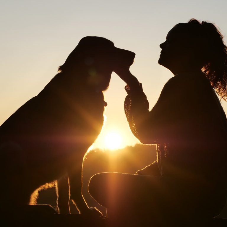 Photo of a veterinarian giving a cat a vaccination shot. Regular vaccinations keep your pet healthy—book your pet’s vaccination appointment today to ensure they stay protected from dangerous diseases.