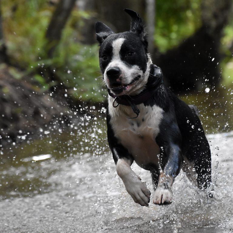 Image of a happy dog receiving a health checkup from a veterinarian. Routine vet visits keep pets healthy and extend their lives—schedule your pet's checkup today to promote their well-being and longevity.