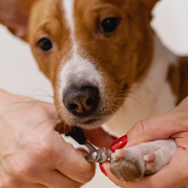 A pet owner brushing their dog’s fur as part of a regular grooming routine to maintain a healthy coat.