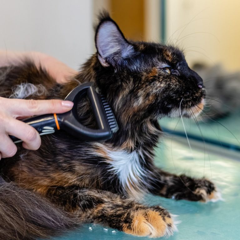 Pet owner brushing a dog's fur with a gentle grooming brush as part of a regular pet grooming routine.