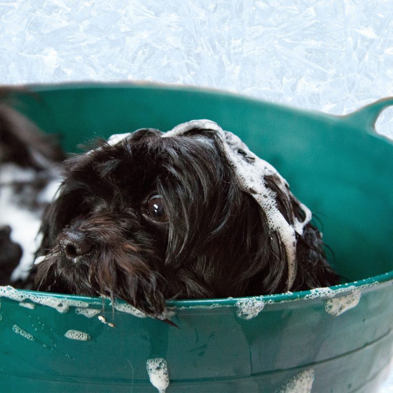 A dog calmly sitting in a bathtub with a detachable showerhead, being washed by its owner.