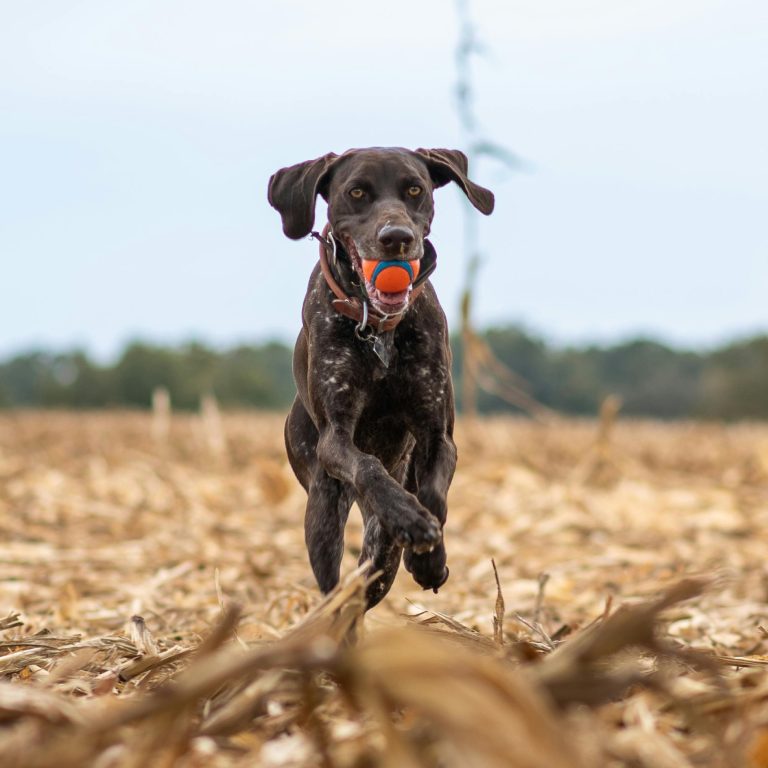 A happy dog playing fetch in a green park, running with a ball in its mouth, illustrating the benefits of regular pet exercise routines.