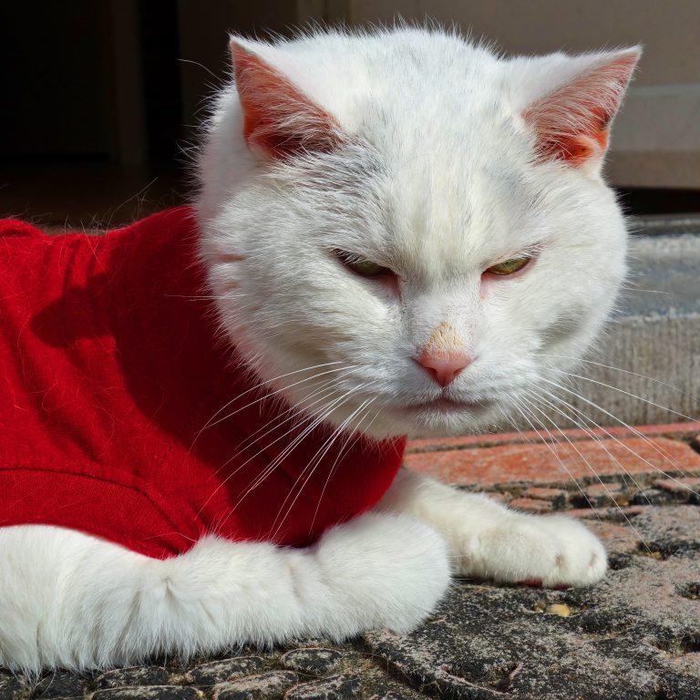 Photo of a cat being examined by a vet during a routine health screening. Regular checkups prevent diseases—book your pet’s annual health screening now to keep them healthy and protected.