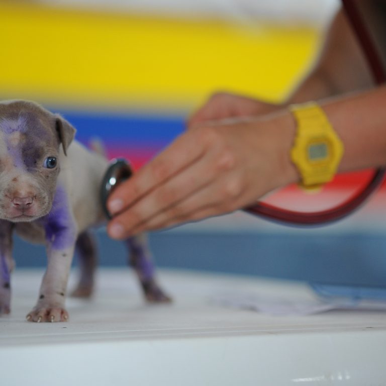 Image of a veterinarian examining a dog during a routine checkup. Regular vet visits are essential for preventing pet health issues—schedule your pet’s routine exam today for optimal health.