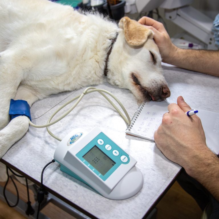 Image of a veterinarian examining a dog during a routine checkup. Routine vet visits help save money on long-term pet health care—schedule your pet’s checkup today to protect their health and your budget.