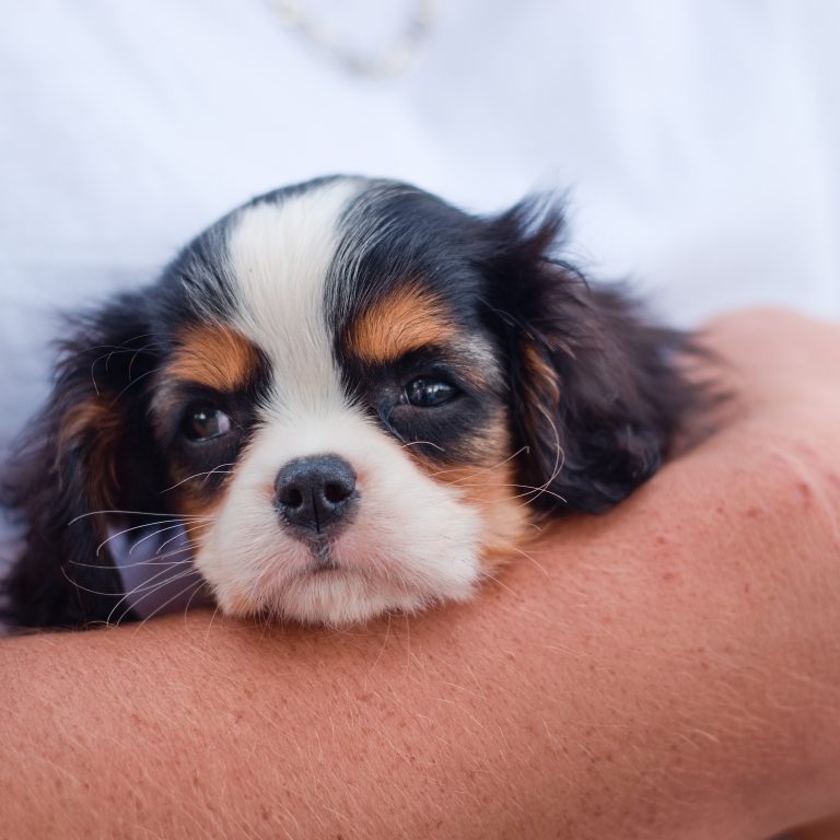 Pet owner applying first aid to a dog, learn vital pet first aid skills with About Pet Life.