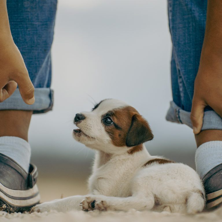 Veterinarian discussing pet health myths with a pet owner. Discover the truth about pet health with About Pet Life.